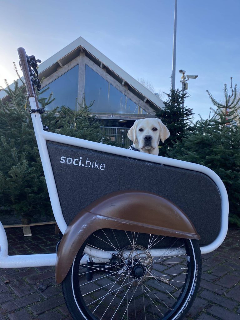 Tips voor een stress vrij oud en nieuw voor jouw hond