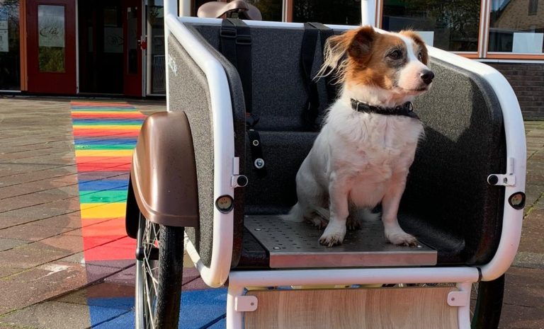 Waarom zou je een bakfiets aanschaffen voor je hond?